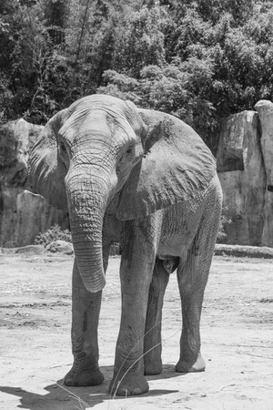 Portrait of African elephant in Thailandの写真素材
