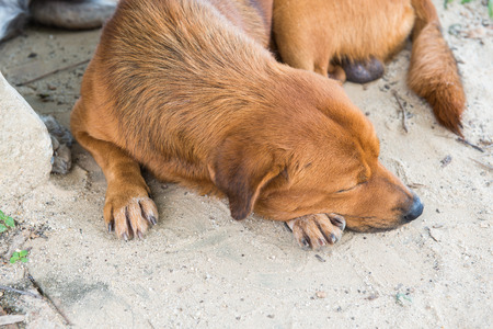 Thai dog on sand, Thailand.の写真素材