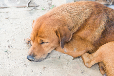 Thai dog on sand floor, Thailand.の写真素材