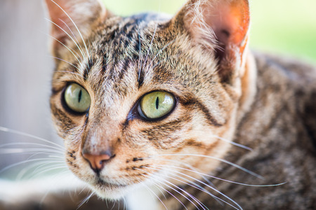 Thai cat in looking action, Thailand.の写真素材