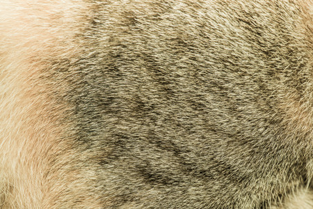 Hair of Thai Cat, Thailand.