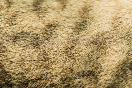 Hair of Thai Cat, Thailand.の写真素材