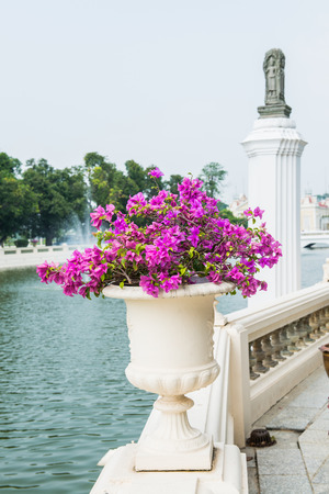 Pink Bougainvillea Plant in Flowerpot at Bang Pa-In Palace, Thailand.の写真素材