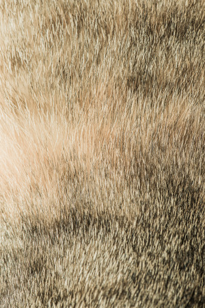 Hair of Thai Cat, Thailand.の写真素材