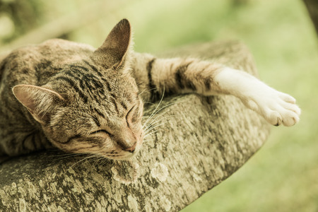 Thai cat in sleeping action, Thailand.の写真素材