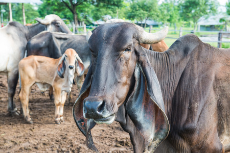 Portrait of Brahman Cattle, Thailand.の写真素材