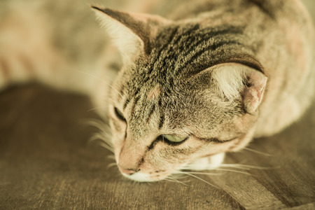 Thai cat in looking action, Thailand.の写真素材