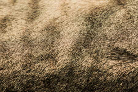 Hair of Thai Cat, Thailand.