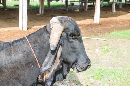 Head Shot of Brahman Cattle, Thailand.の写真素材