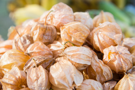 Fresh cape gooseberry, Thailand.の写真素材