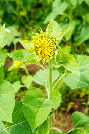 Close up of young sunflower in the field, Thailand.の写真素材