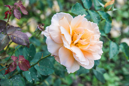 Light orange rose in the garden, Thailand.の写真素材