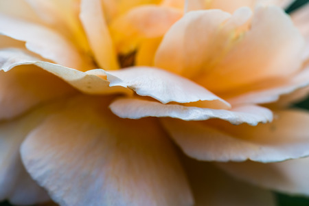 Close up of light orange rose, Thailand.の写真素材