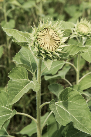 Beautiful young sunflower in the field, Thailand.の写真素材