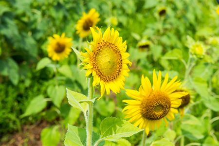 Beautiful sunflower in the field, Thailand.の写真素材