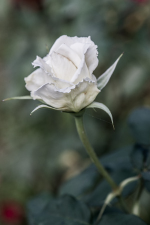 White rose in the garden, Thailand.の写真素材