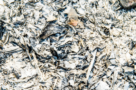 Grey ashes, Thailandの写真素材