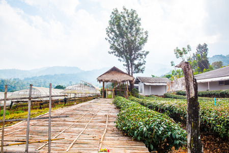 Chiang Mai Royal Agricultural Research Centre Khun Wang at Chiang Mai Province, Thailand.の写真素材