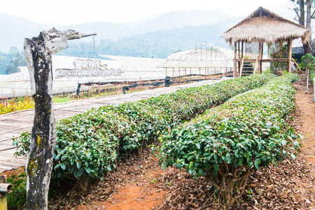 Chinese Tea Garden at Chiang Mai Royal Agricultural Research Centre Khun Wang, Thailand.のeditorial素材