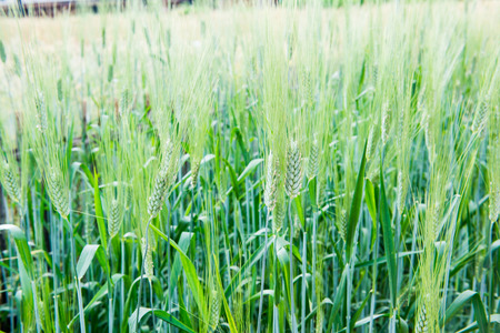 Wheat Field in Chiang Mai Royal Agricultural Research Centre Khun Wang, Thailand.の写真素材