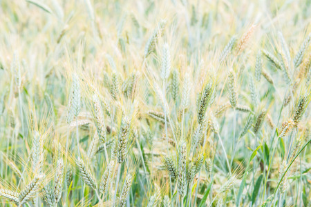 Wheat Field in Chiang Mai Royal Agricultural Research Centre Khun Wang, Thailand.の写真素材