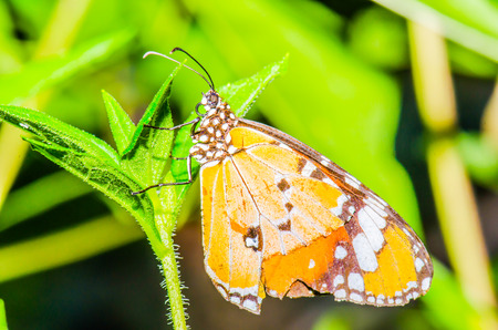 Beautiful butterfly on green leaf in public park, Thailand.の写真素材