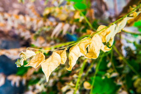 Dry leaf in park, Thailandの写真素材
