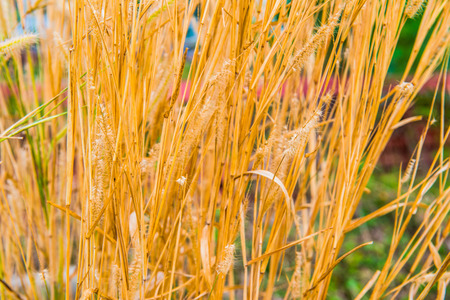 Dry grass flower in nature, Thailandの写真素材