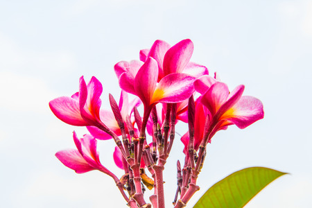 Close up of beautiful pink plumeria with white background, Thailandの写真素材