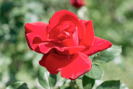 Red rose in the garden, Thailand.