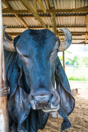 Head Shot of Brahman Cattle, Thailand.の写真素材