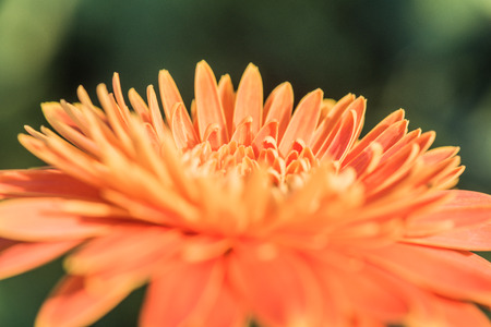 Close up of Gerbera flower in the garden, Thailand.の写真素材
