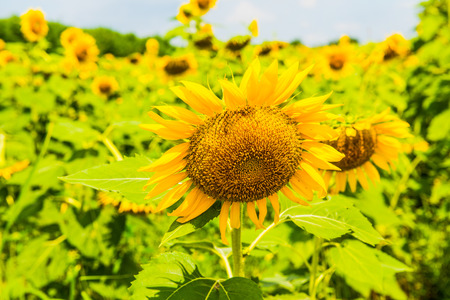 Beautiful sunflower in the field, Thailand.の写真素材
