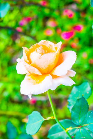 Light orange rose in the garden, Thailand.の写真素材