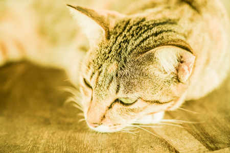 Thai cat in looking action, Thailand.の写真素材