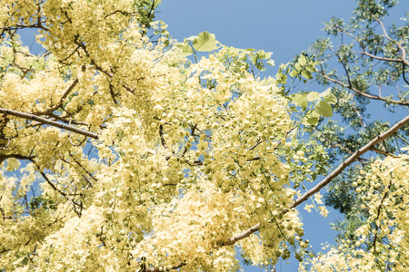 Golden Shower flower on tree, Thailandの写真素材