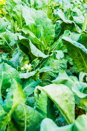 Fresh Kale in The Garden, Thailand.の写真素材