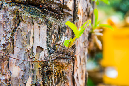 Orchid plant on tree, Thailand.の写真素材