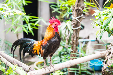 Rooster in Thai country, Thailand.