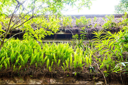 Fern on Roof, Thailand.の写真素材