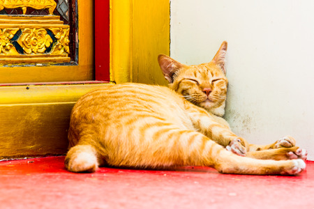 Thai cat at Thai temple, Thailand.の写真素材