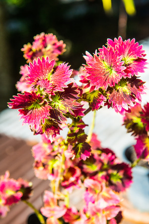Red leaves plant for exterior decoration, Thailand.の写真素材