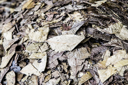 Background of dry tea leaf, Thailand.の写真素材