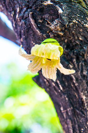 Yellow flower on tree, Thailand.の写真素材