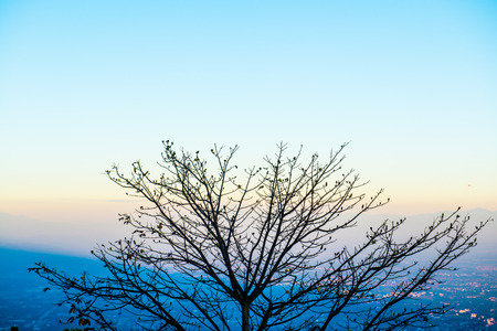 Tree Silhouette with Sunset Time at Chiangmai Province, Thailand.の写真素材