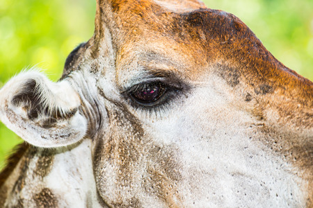 Giraffe eye, Thailand.の写真素材