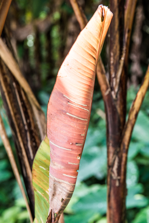 Banana leaf of Musa acuminata Colla subsp. zebrina, Thailand.の写真素材