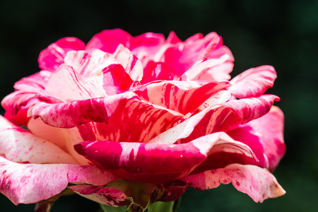 Soutine Rose or Red and White Rose in Garden, Thailand.の写真素材