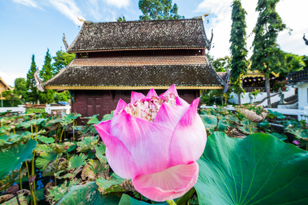 Pink Lotus with Ancient Thai Church in Water Pond, Thailand.の写真素材