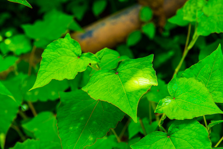 Green leaf background, Thailand.の写真素材